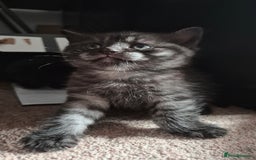 Scottish Fold cats for sale: RARE - Scottish Fold x Maine Coon Kittens!! - Image 3