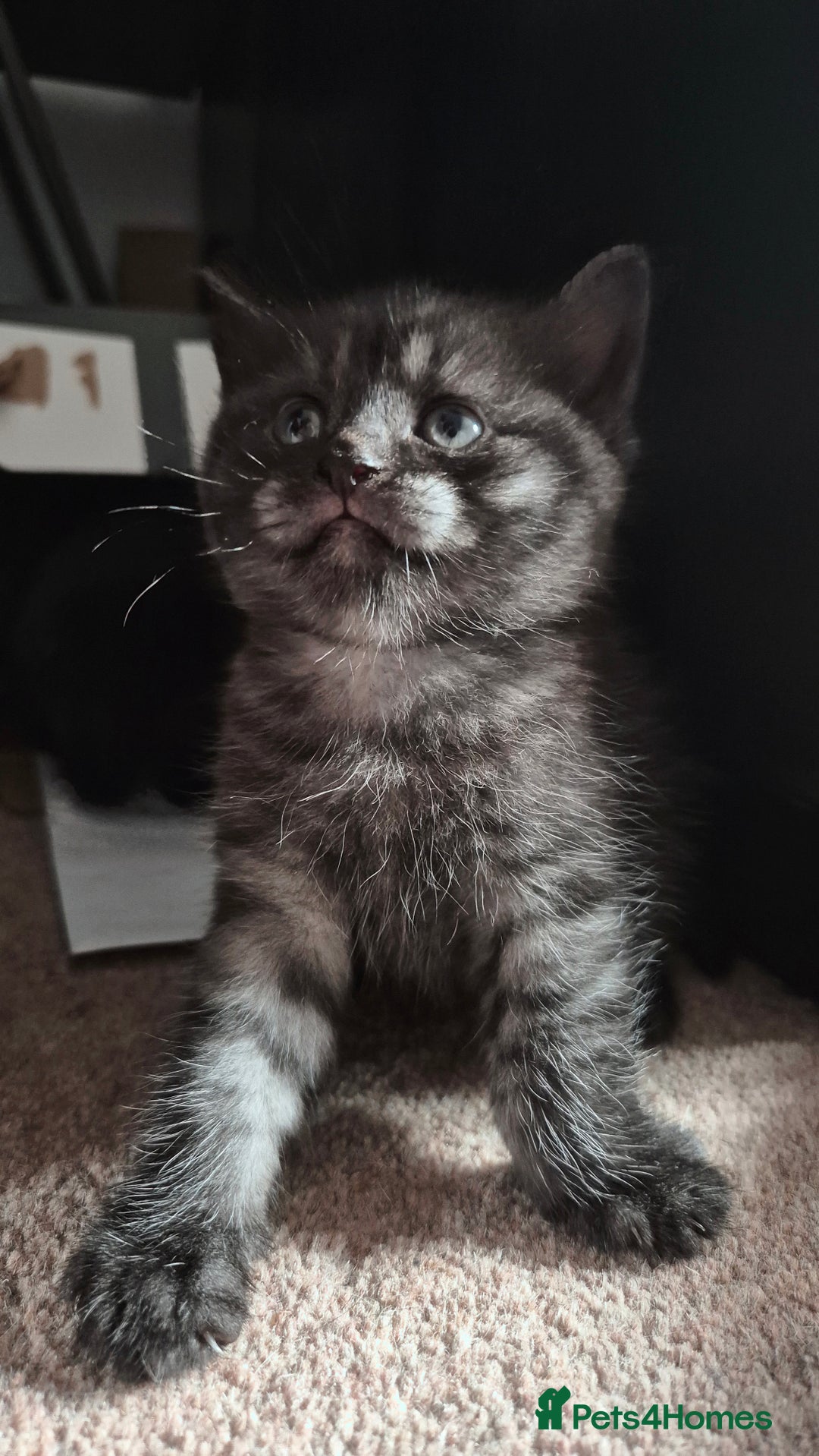 Scottish Fold cats for sale: RARE - Scottish Fold x Maine Coon Kittens!! - Image 3