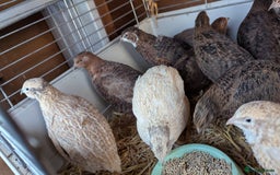 Quail poultry for sale: Female quails looking for a home  - Advert 3