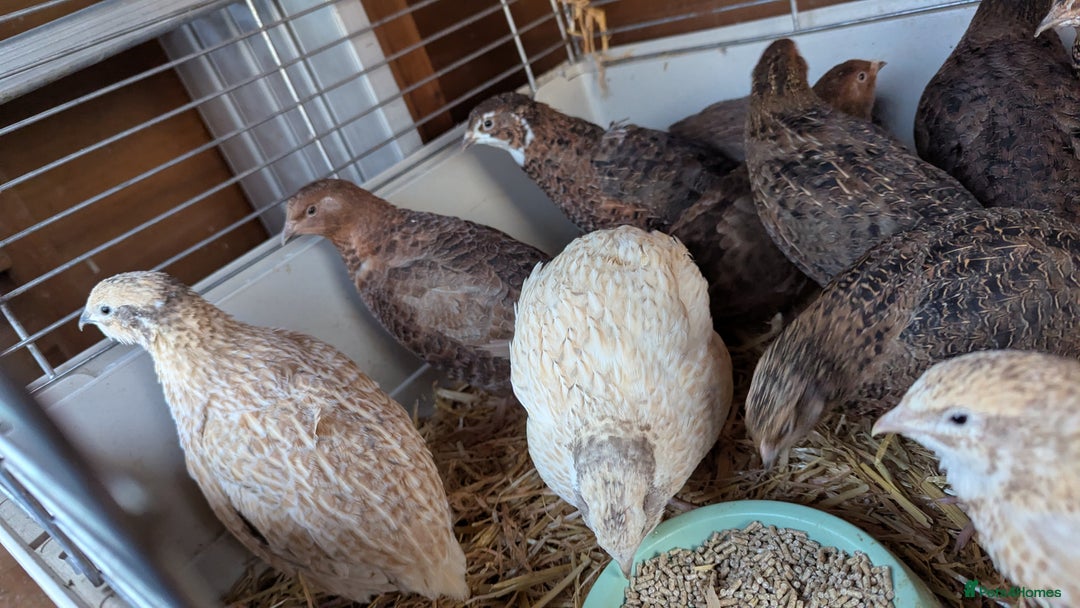 Quail poultry for sale: Female quails looking for a home  - Advert 3