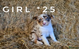 Border Collie dogs for sale: Stunning red merle and red border collie pups - Image 5
