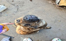 Mixed Breed dogs for sale: 9month old pup called Coco - Advert 10