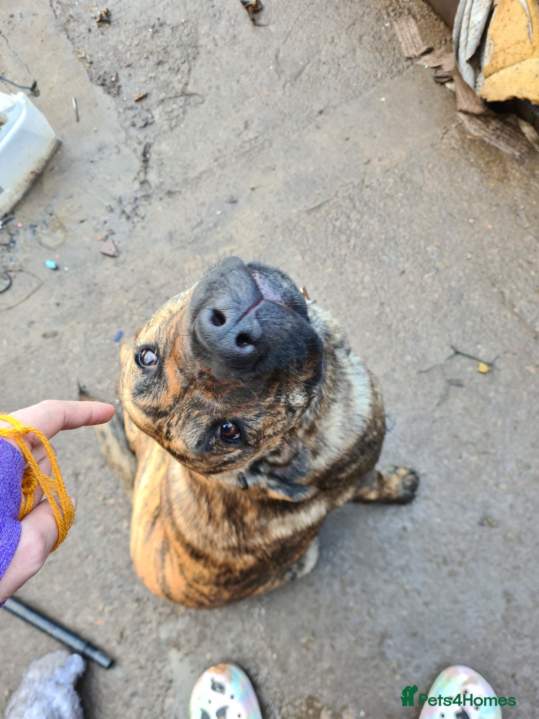 Mixed Breed dogs for sale: 9month old pup called Coco - Advert 10