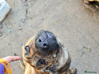 Mixed Breed dogs 10month old pup called Coco - Advert 2