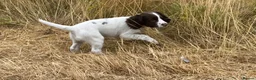 English Springer Spaniel dogs for sale: Lovely Little Lady - Advert 5