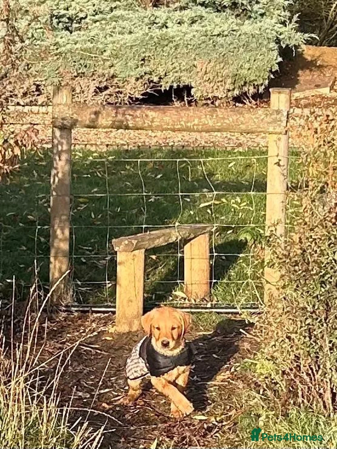 Goldador dogs for sale: Labrador retriever puppies  - Advert 2