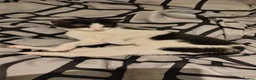 Mixed Breed cats for sale: Kitten for sale female  in Newcastle upon Tyne - Advert 3