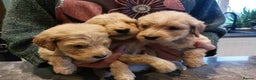 Goldendoodle dogs for sale: 9 FULLY HEALTH TESTED F1 Goldendoodle pup for sale - Advert 4