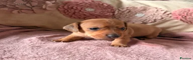 Miniature Dachshund 5