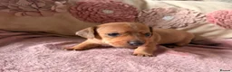 Miniature Dachshund dogs for sale: Miniature long and smooth dachshund pups in Castleford - Advert 7