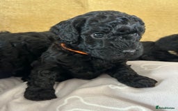 Miniature Poodle dogs for sale: Miniature Poodle Puppies  - Image 4