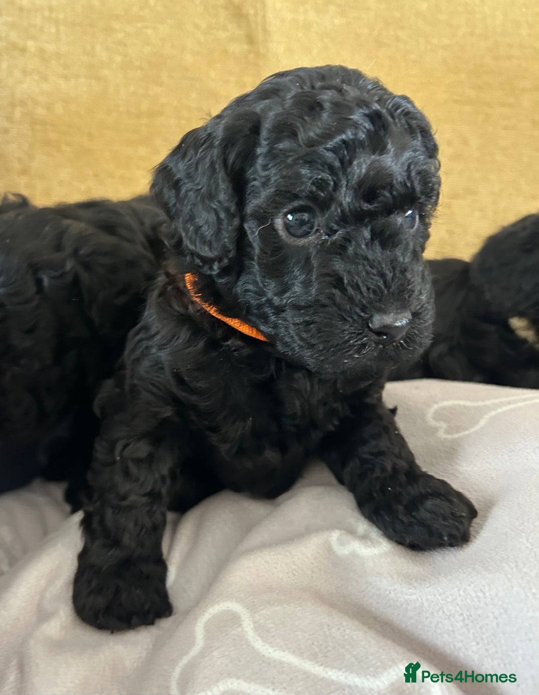 Miniature Poodle dogs for sale: Miniature Poodle Puppies  - Image 4