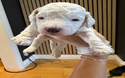 Cockapoo dogs for sale: ✨6 cockapoo puppies looking for forever home ✨ - Image 5
