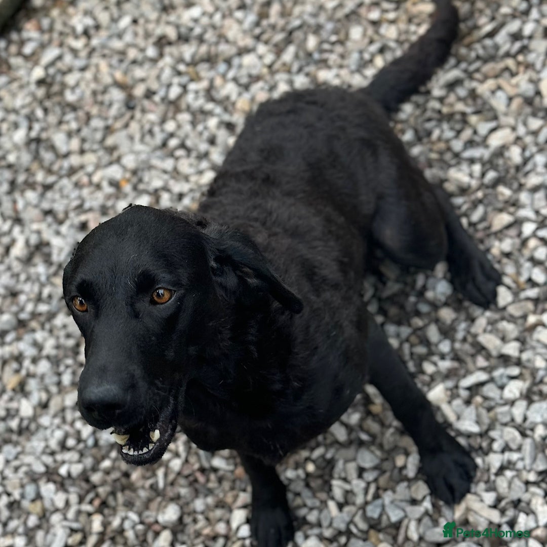 Labrador Retriever dogs for sale: 1st Class ⭐️⭐️⭐️⭐️⭐️ Licensed - Advert 2