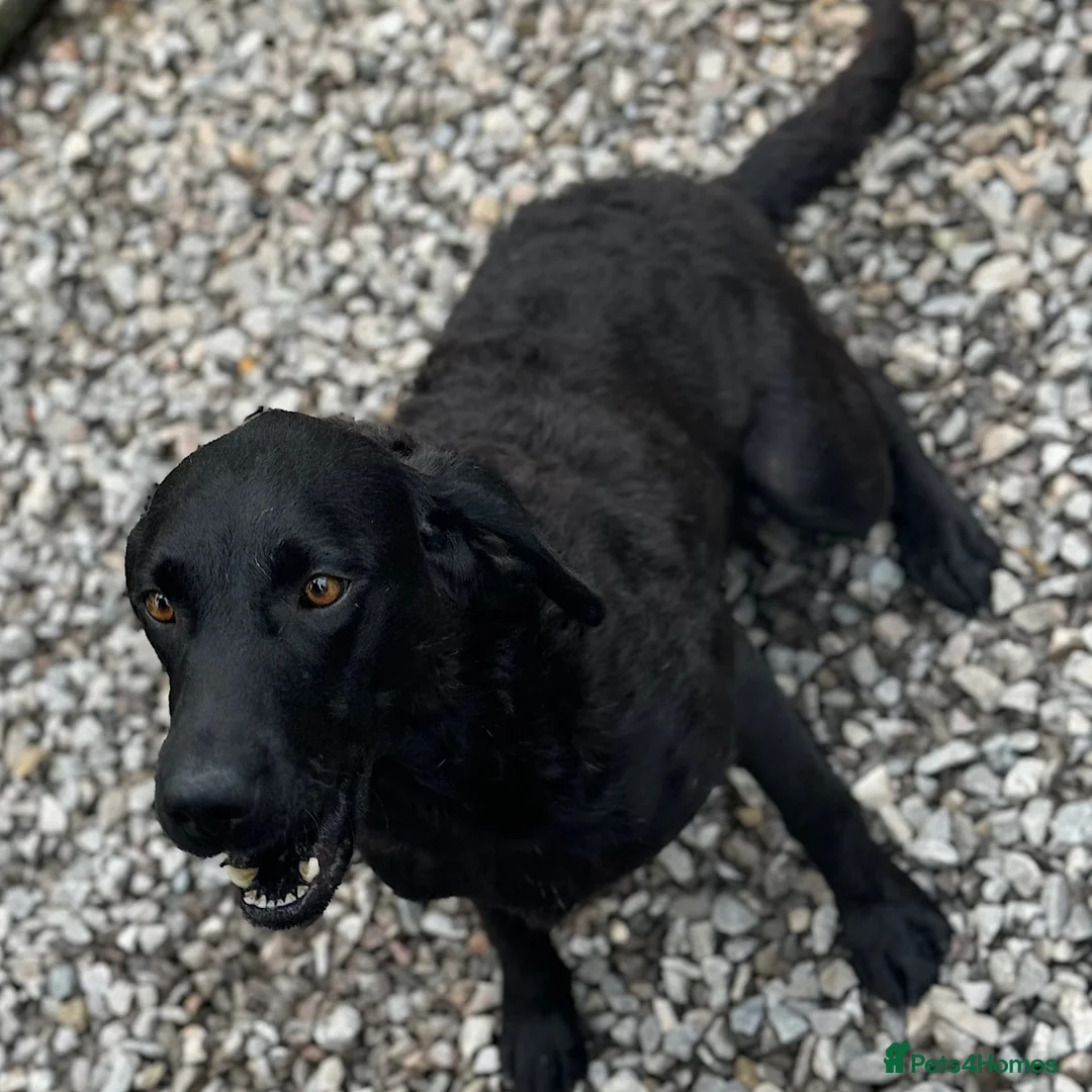 Labrador Retriever dogs for sale: Available Immediately! - Advert 2