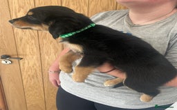 Mixed Breed dogs for sale: Gorgeous golden retriever mix litter - Image 5