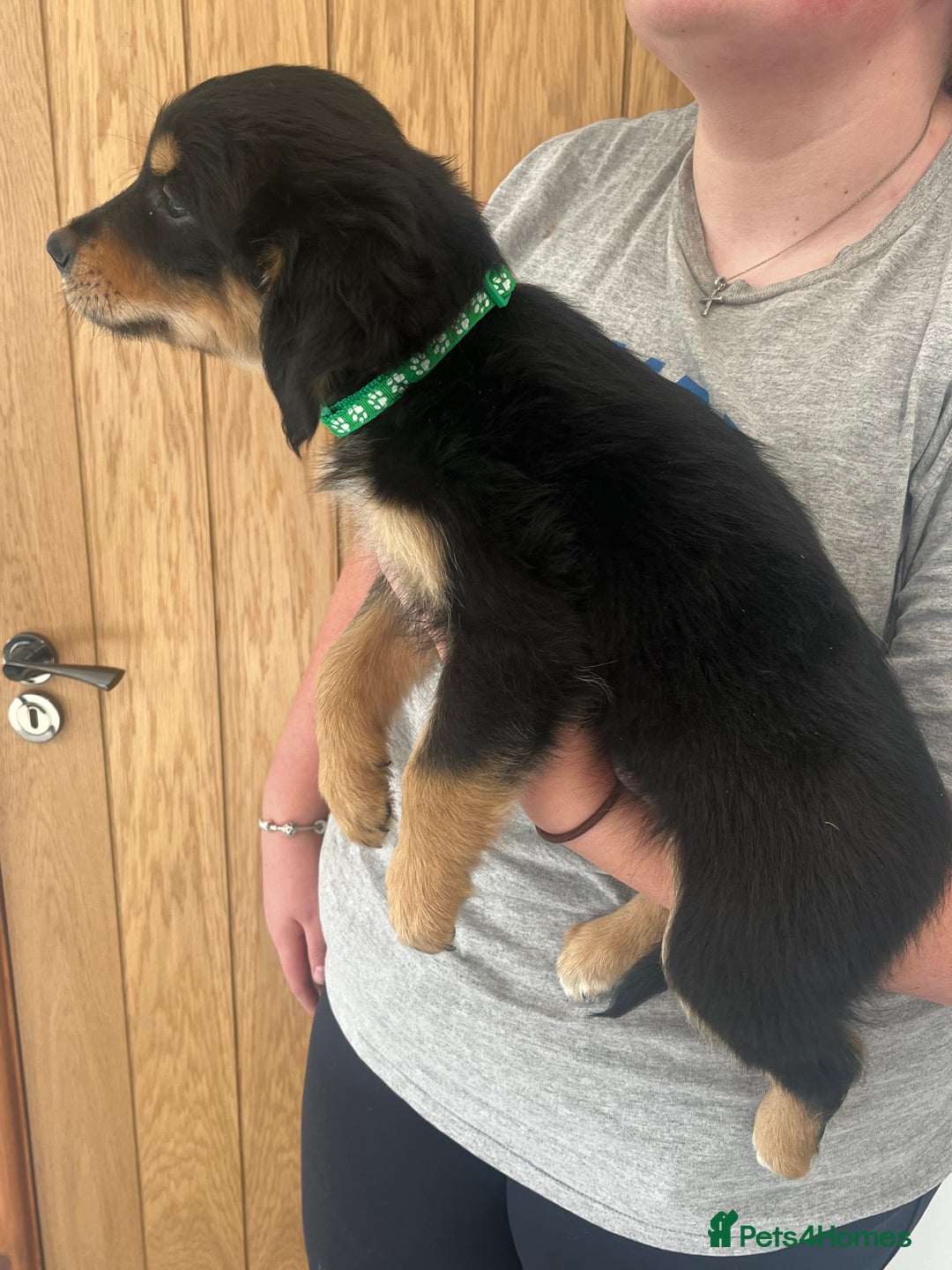 Mixed Breed dogs for sale: Gorgeous golden retriever mix litter - Image 5