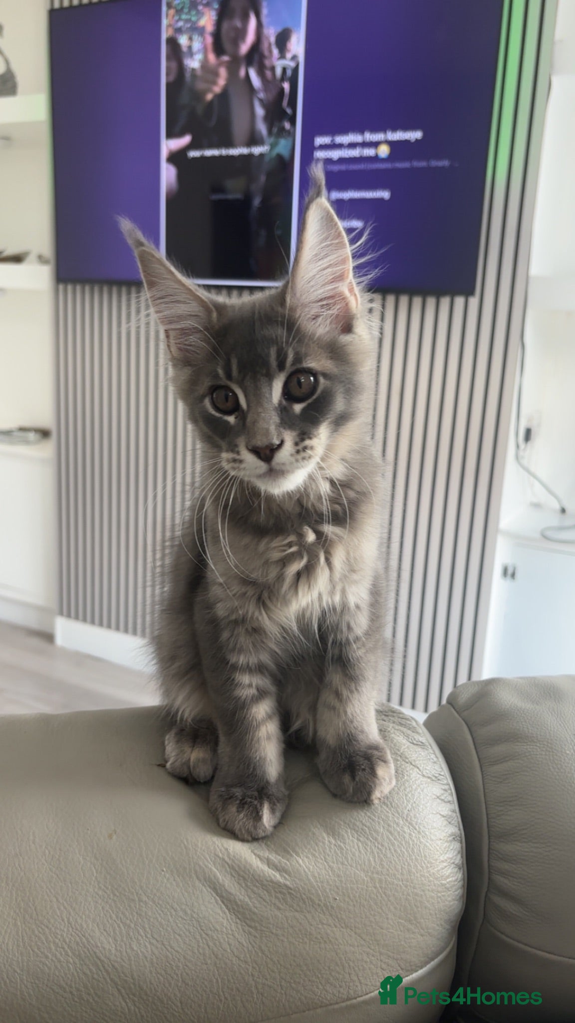 Maine Coon cats Pretty Boy - Advert 1