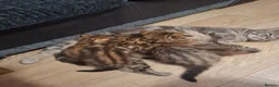 Mixed Breed cats for sale: Beautiful kittens are ready for a new home! - Advert 9