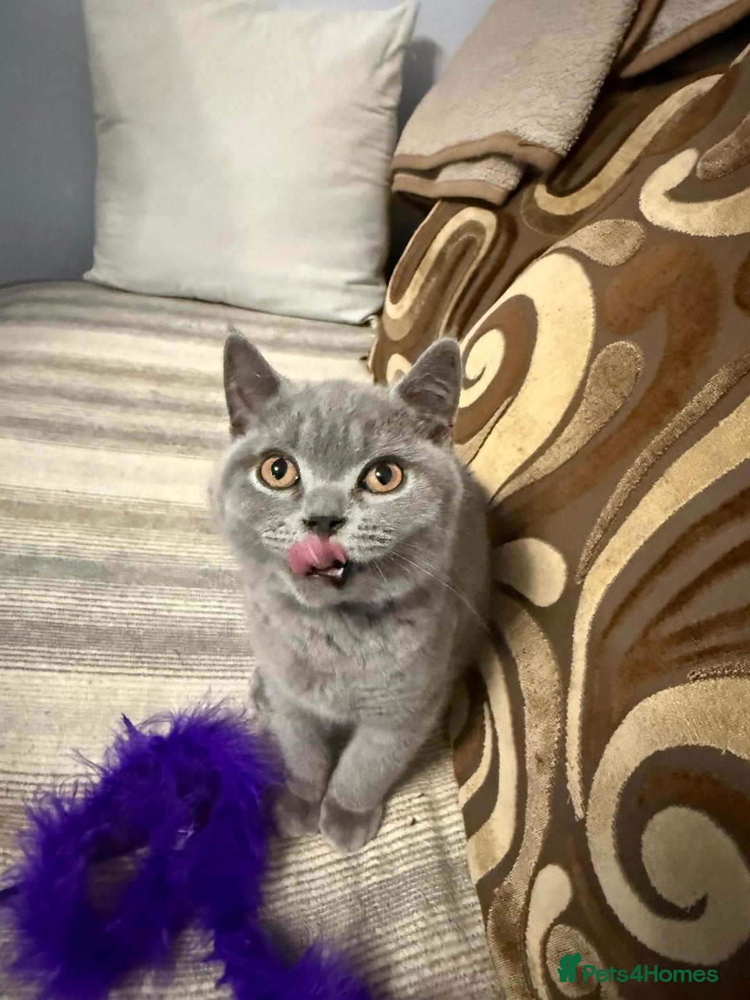 British Shorthair cats for sale: 2 Blue british shorthair for sale - Image 7