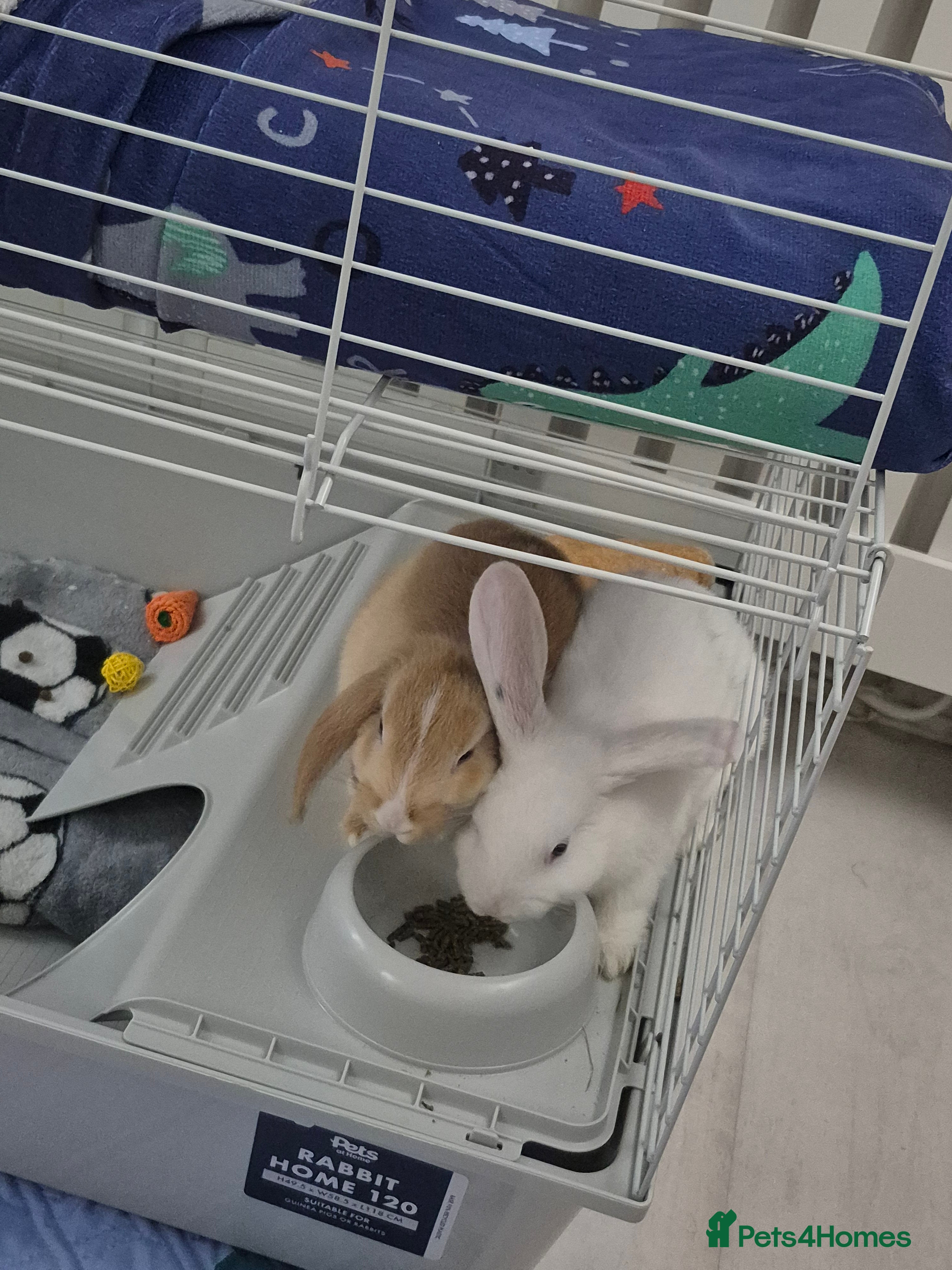 Mixed Breed rabbits Two beautiful 11 week old rabbits - Advert 4