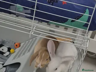 Mixed Breed rabbits Two beautiful 11 week old rabbits - Advert 4