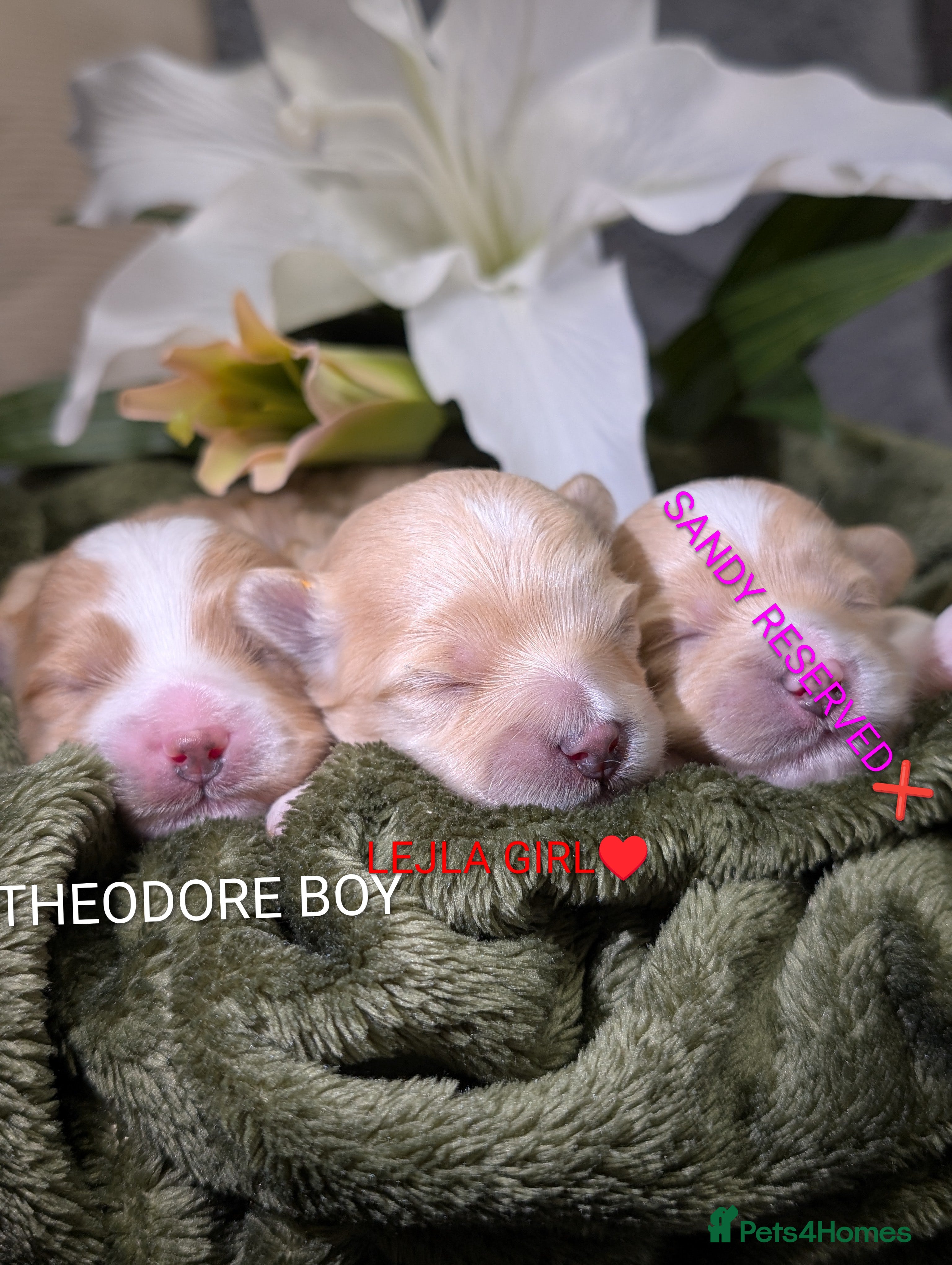 Maltipoo dogs 💫EXCEPTIONAL LUXURY F1 MALTIPOO PUPPIES🩷🩵🩷 - Advert 16