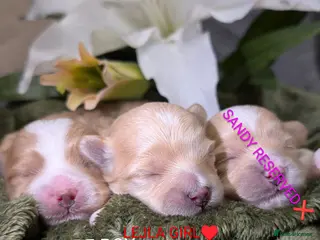 Maltipoo dogs 💫EXCEPTIONAL LUXURY F1 MALTIPOO PUPPIES🩷🩵🩷 - Advert 16