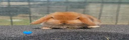 Mini Lop rabbits for sale: Vaccinated Mini Lops  - Advert 2