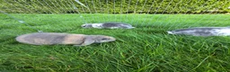 Mini Lop rabbits for sale: Mini lops *3 Girls, 1 Boy* - Advert 2