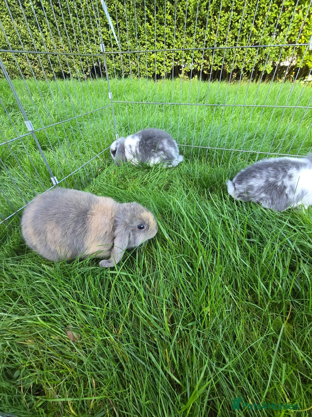 Mini Lop rabbits for sale: Mini lops *3 Girls, 1 Boy* - Advert 2
