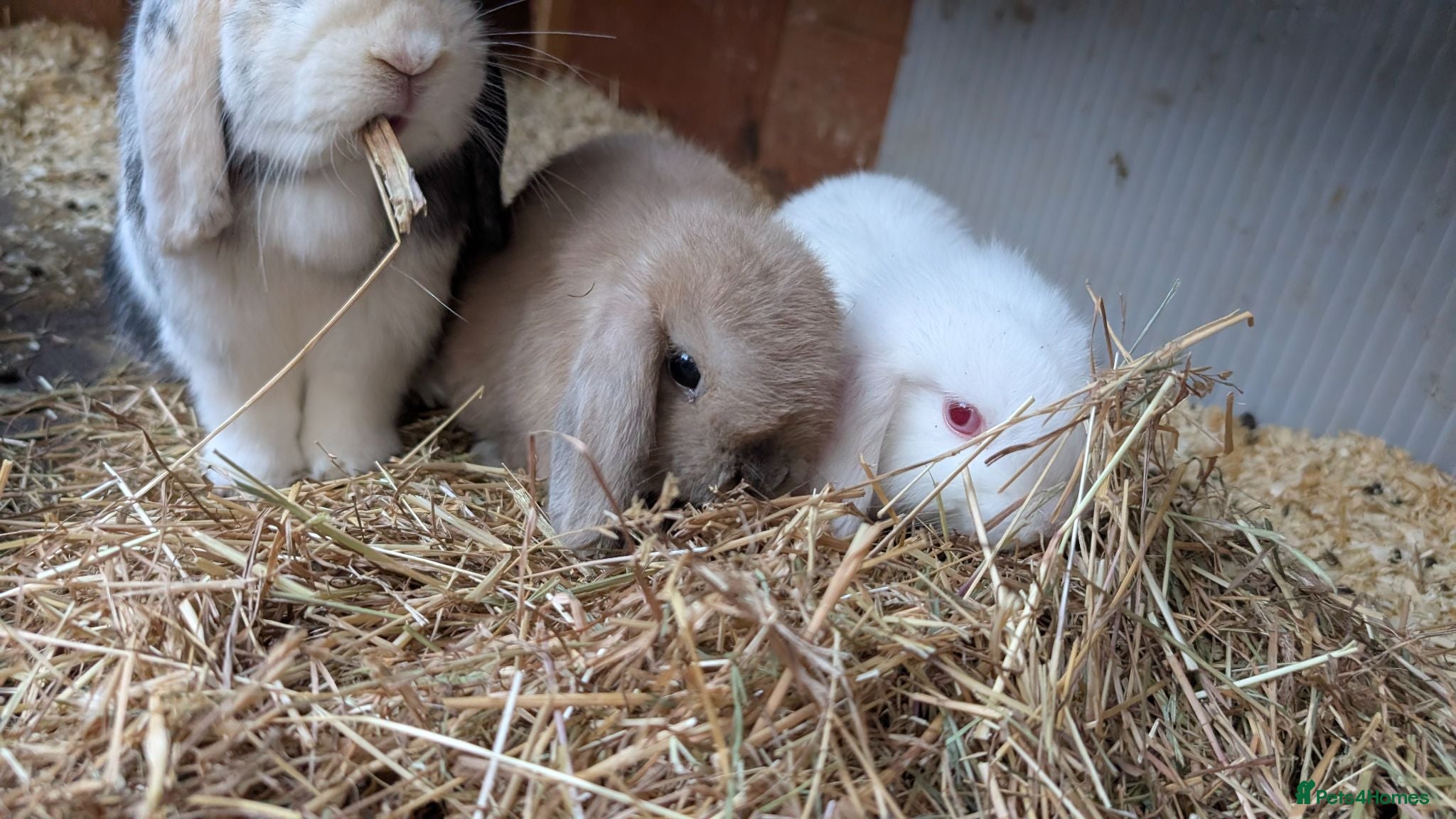 Mini Lop rabbits Mini lops 1 left - Advert 2