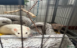 Rat rodents for sale: 2 male rats ( with cage) - Image 3