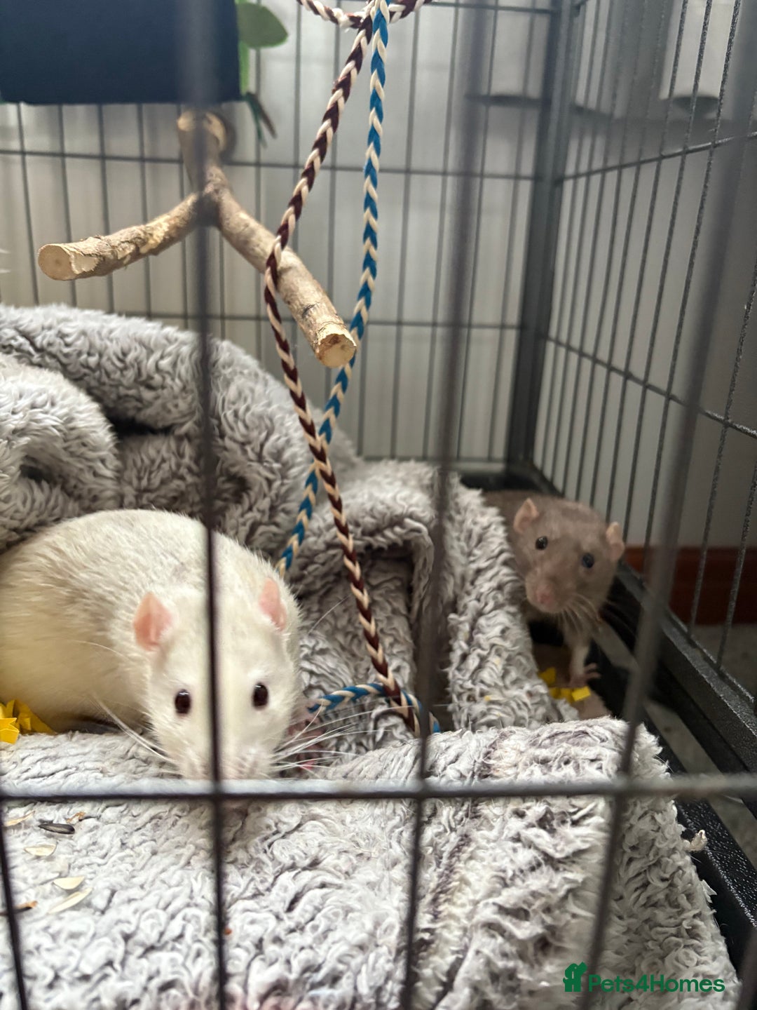 Rat rodents for sale: 2 male rats ( with cage) - Image 3