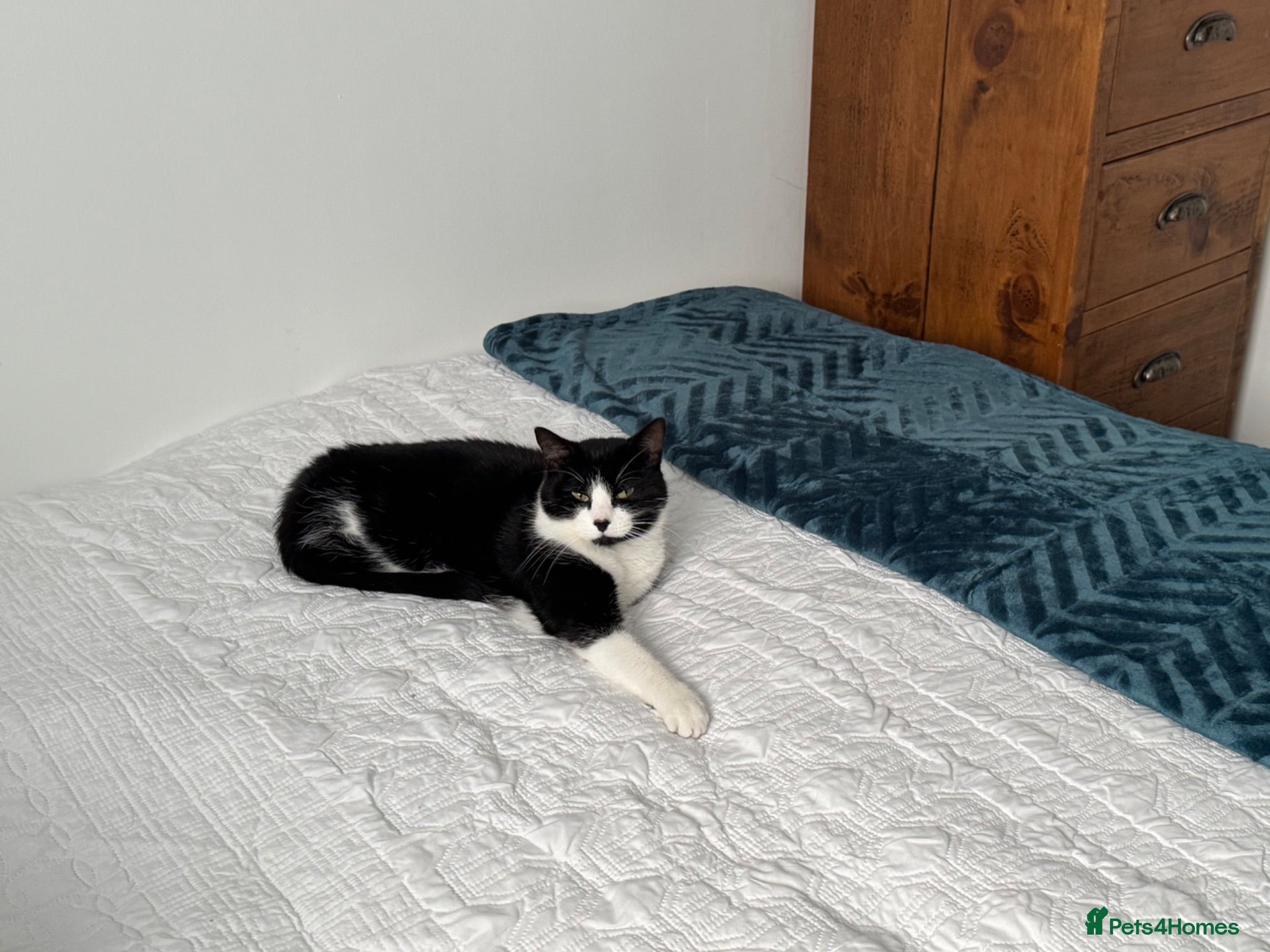 Mixed Breed cats Mavis - Advert 1