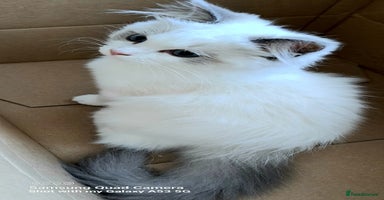 Ragdoll cats - Advert 3