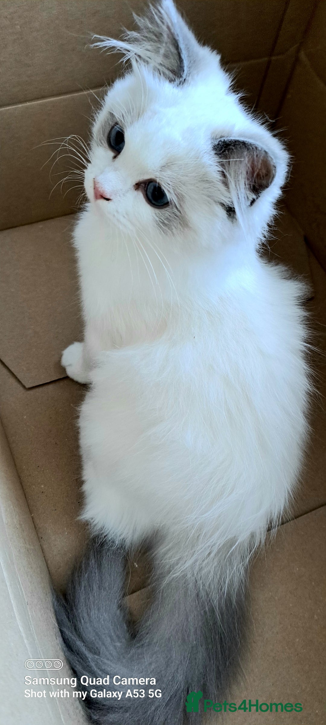 Ragdoll cats for sale: GCCF reg Ragdoll kittens  - Image 2