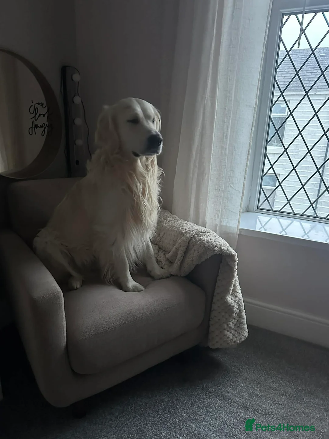 Goldador dogs for sale: Stunning Goldador Litter expected - Advert 9