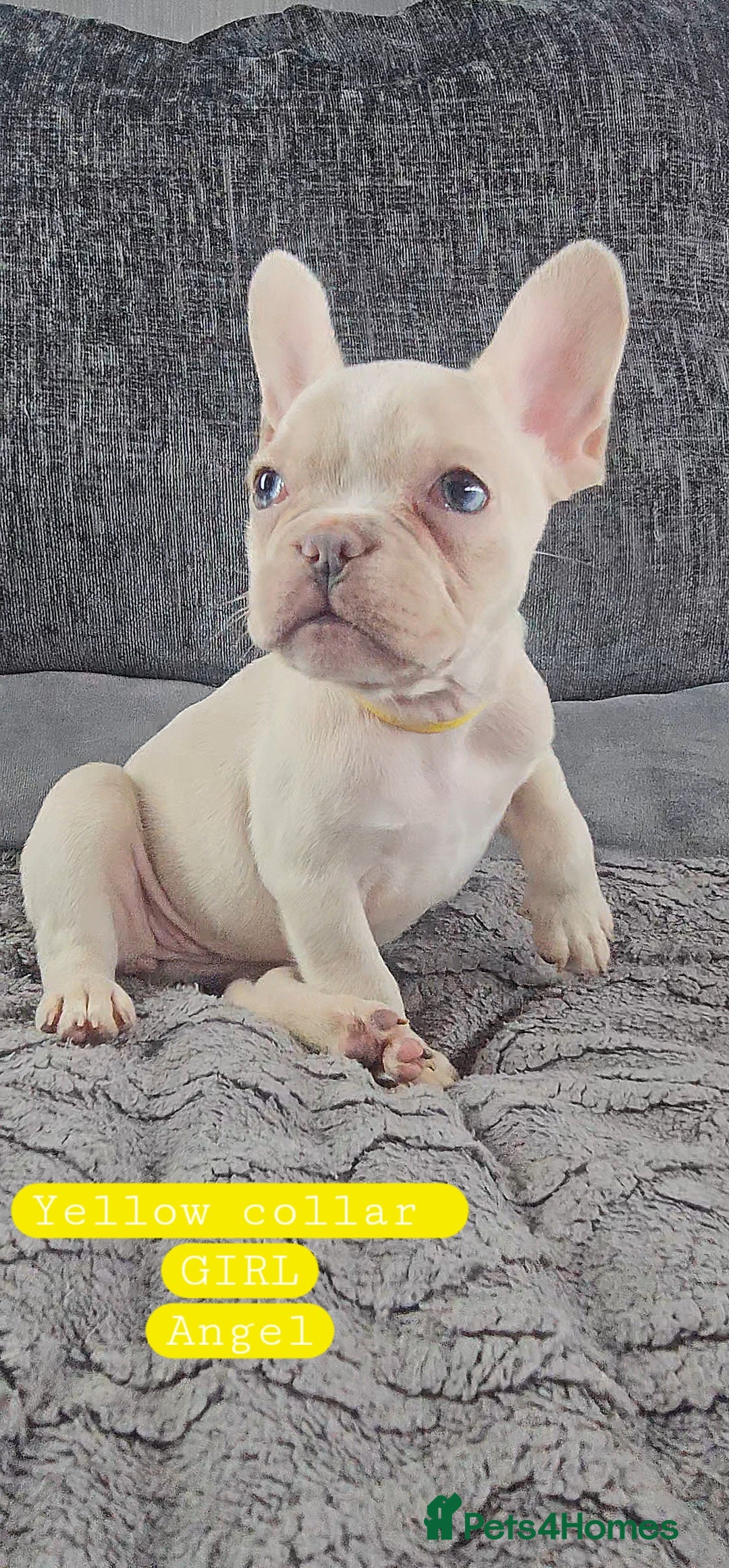 French Bulldog dogs for sale: KC unique french bulldogs - Image 4