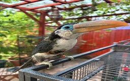 Softbills birds for sale: Silly tame curl created baby for sale  - Image 1