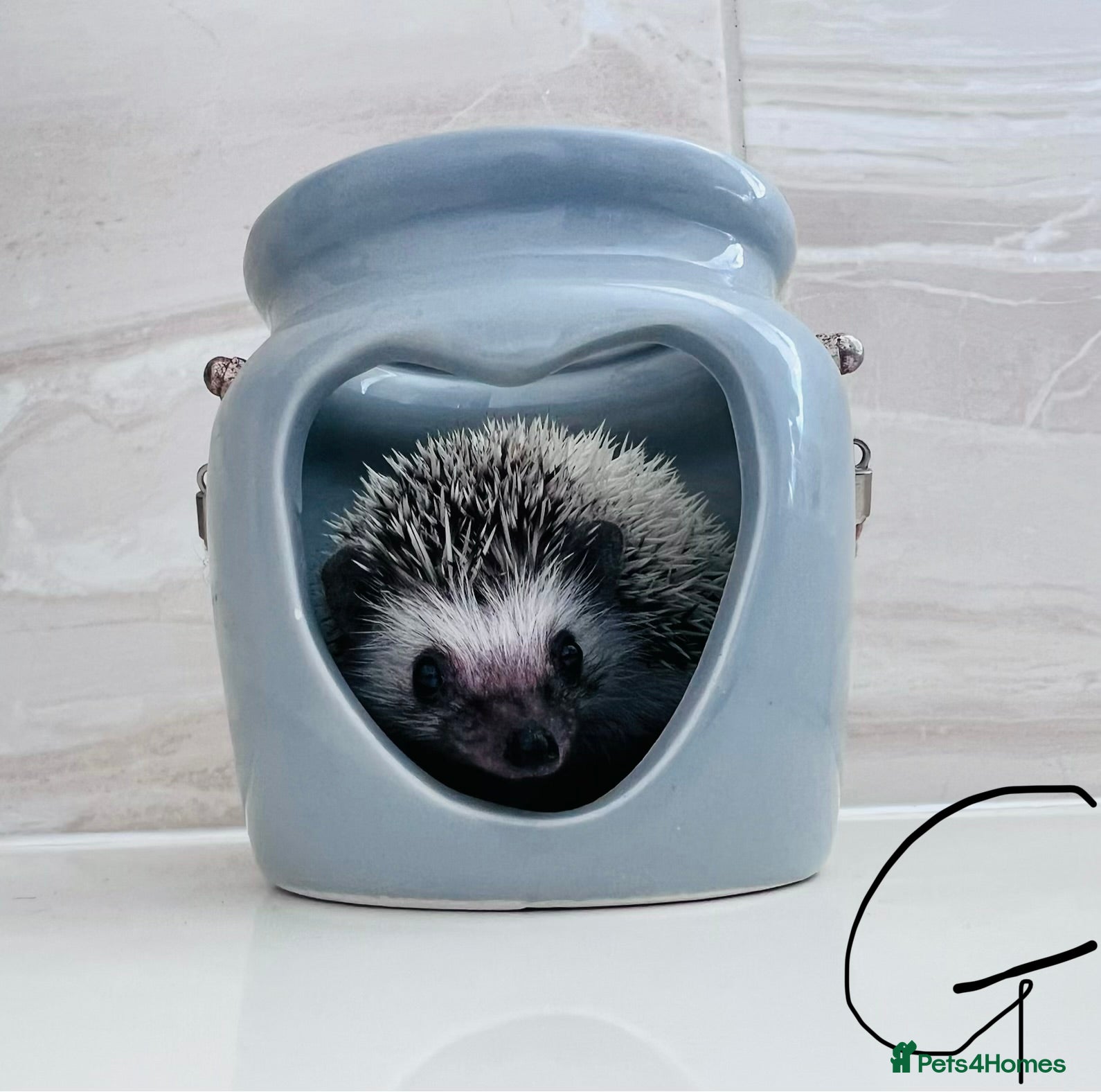 Pygmy Hedgehog rodents African Pygmy hedgehogs hoglets  - Advert 11