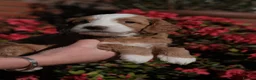 Goldendoodle dogs for sale: WAITING LIST OPEN - AUSSIE DOODLES  - Advert 39