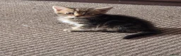 Scottish Fold cats for sale: Beautiful Scottish fold x cross kittens  - Advert 6