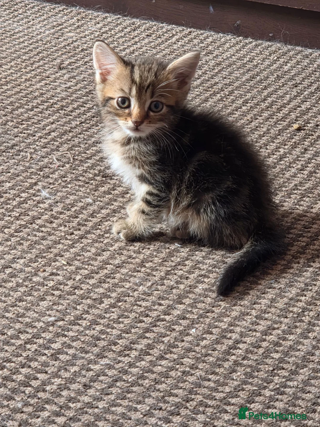 Scottish Fold cats for sale: Beautiful Scottish fold x cross kittens  - Advert 6