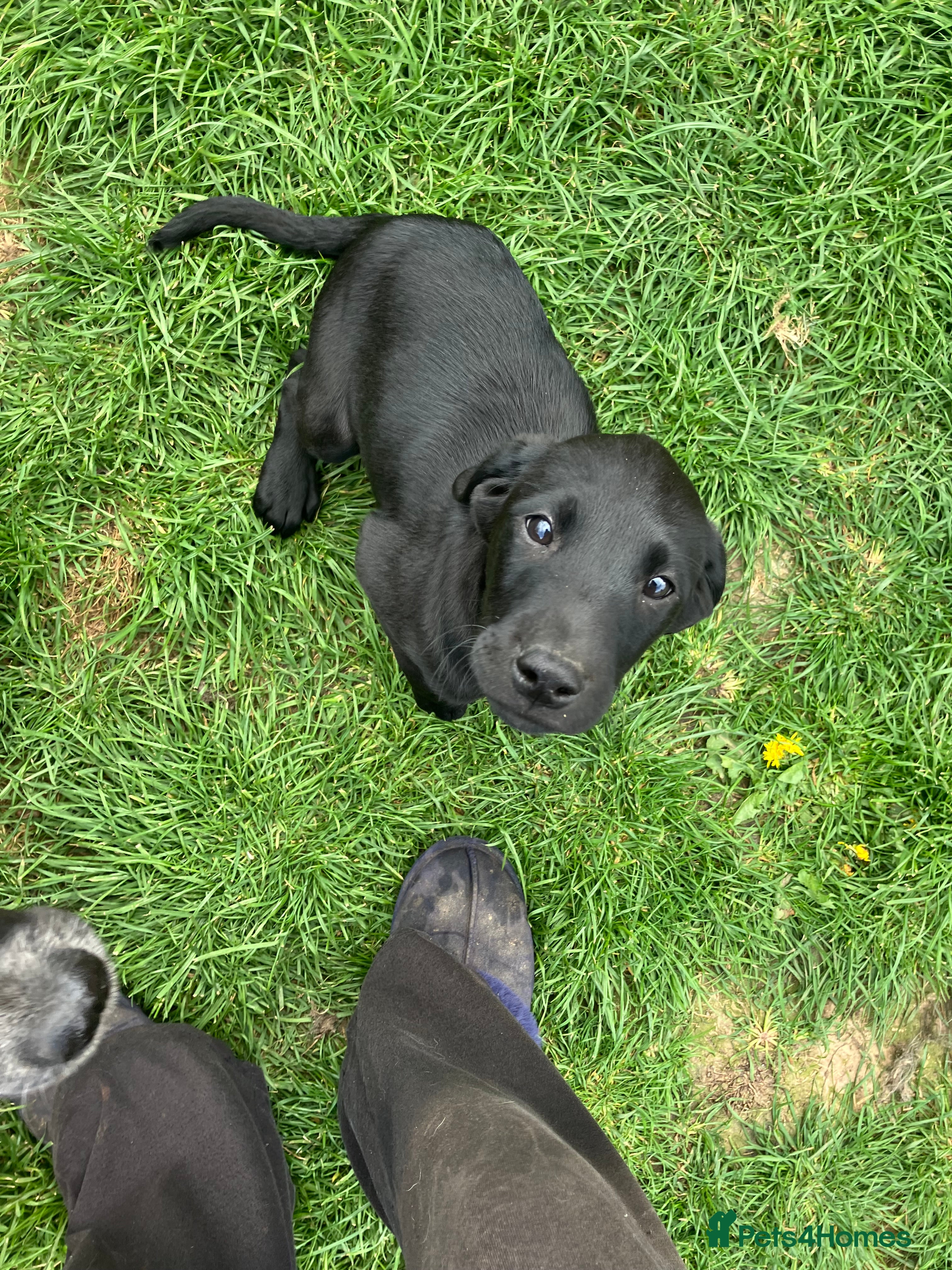 Labrador Retriever dogs Stunning litter of kc reg working Labrador pups - Advert 2