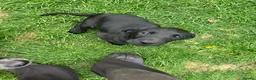 Labrador Retriever dogs for sale: Stunning litter of kc reg working Labrador pups in Stone - Advert 1