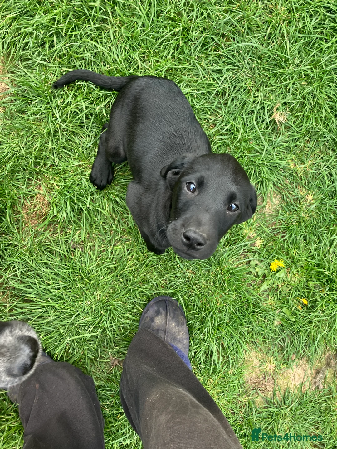 Labrador Retriever dogs for sale: Stunning litter of kc reg working Labrador pups in Stone - Advert 1