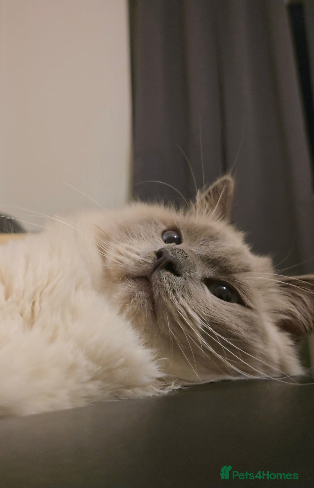 Ragdoll cats for sale: Ragdoll for sale  - Image 10