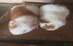 Guinea Pig rodents for sale: Teddy guninea pigs for sale Uxbridge  - Image 2
