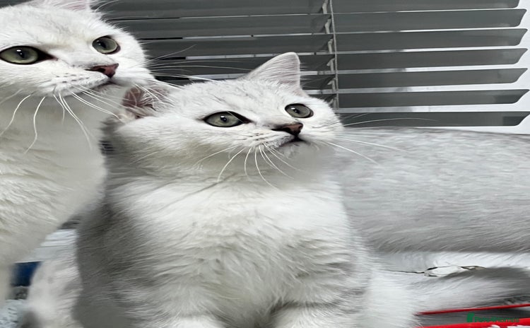 British Shorthair cats - Advert 7